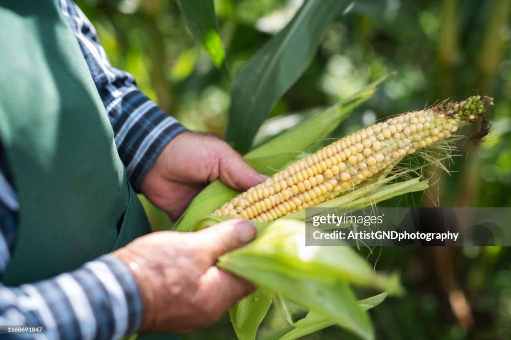 Agricoltore anziano che ispeziona la pannocchia di mais