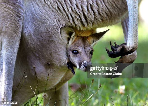 Joey pokes its head out of its mother Skippy's pouch as she hops around the kangaroo exhibit at the Franklin Park Zoo in Boston on Sept. 13, 2019....