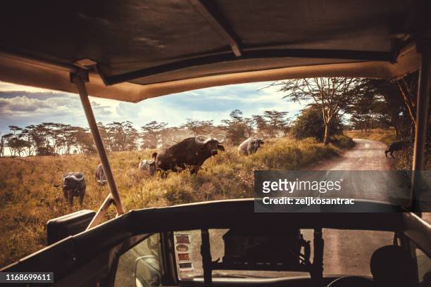 rijden safari auto's op de savannah in masai mara, afrika - masai mara national reserve stockfoto's en -beelden