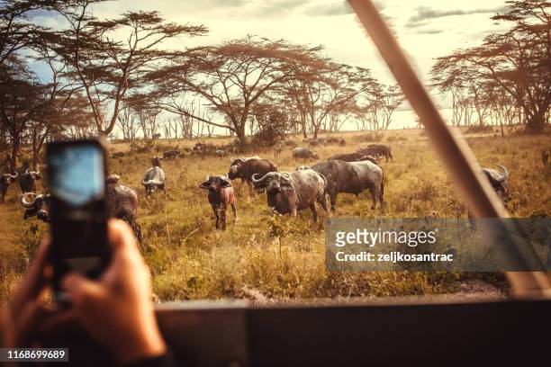coches de safari de conducción en la sabana en masai mara, africa - masai mara national reserve fotografías e imágenes de stock