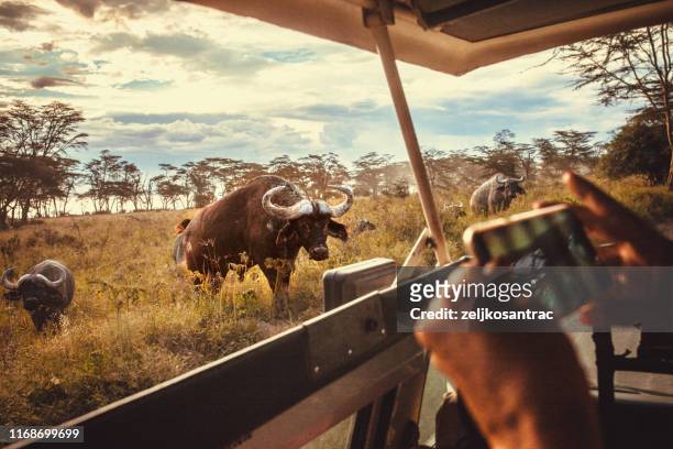coches de safari de conducción en la sabana en masai mara, africa - kenia fotografías e imágenes de stock