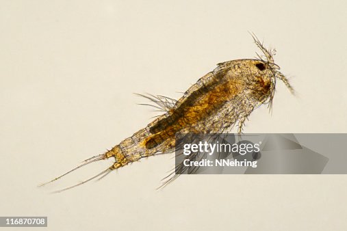 Copepod micrograph Copepod micrograph
