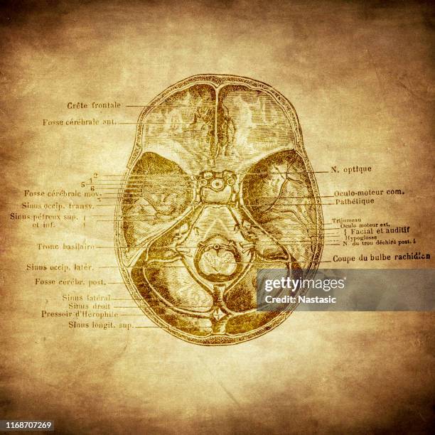 base of a skull section - eye socket stock illustrations