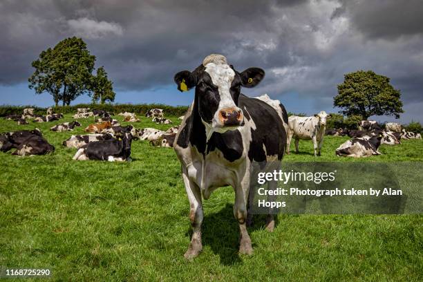 holstein cow with a grazing herd - northern ireland stock pictures, royalty-free photos & images