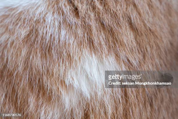 full frame shot of cat hair - hårig bildbanksfoton och bilder