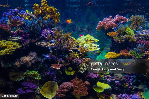 colorful fishes and corals in the aquarium - coral colored photos et images de collection