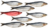 Concept showing traditional english red herring idiom
