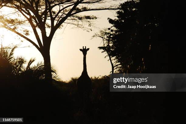 silhouette of a giraffe in isimangaliso wetland park, south africa - kruger national park south africa stock pictures, royalty-free photos & images