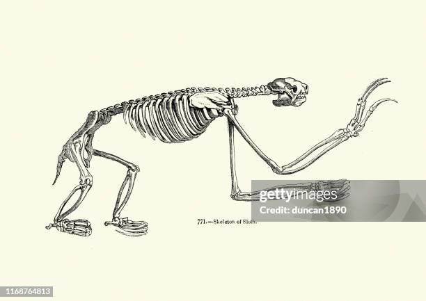 Two Toed Sloth Skeleton