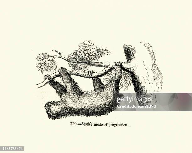 sloth hanging from a tree branch, 19th century - sloth hanging stock illustrations