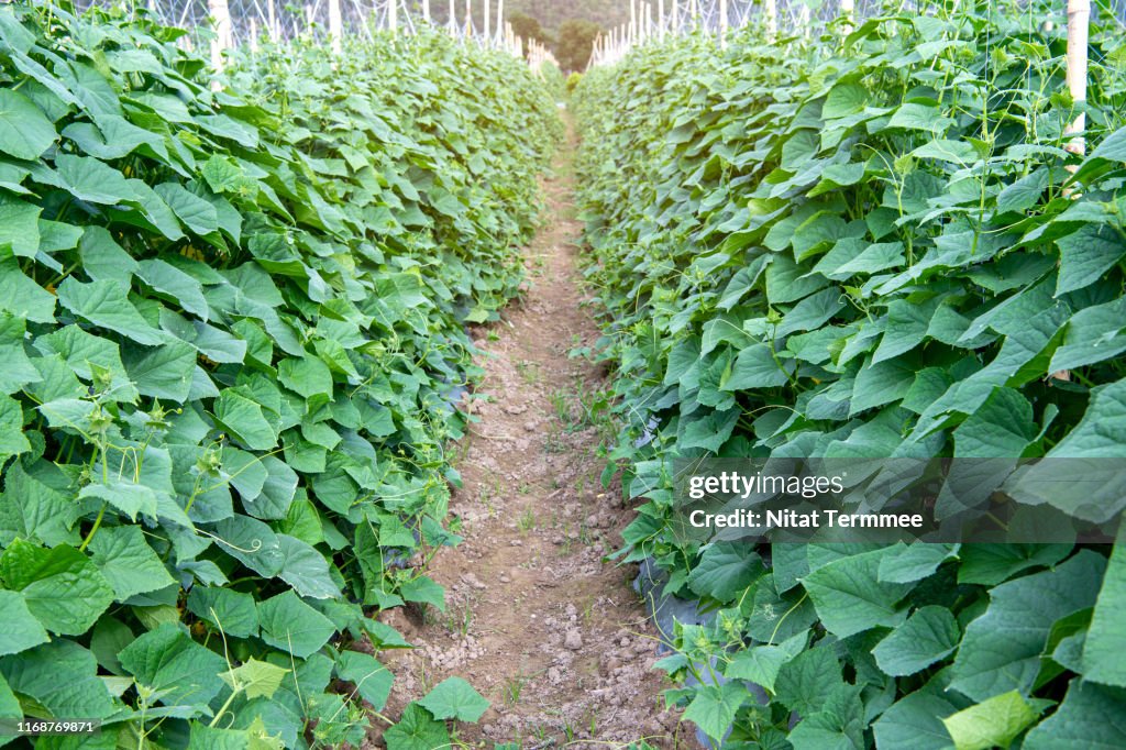 Organic Cucumber grow on ecological plantation. Organic farm.
