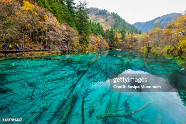 crystal clear lake and colorful trees at jiuzhaigou national park, china - jiuzhaigou imagens e fotografias de stock