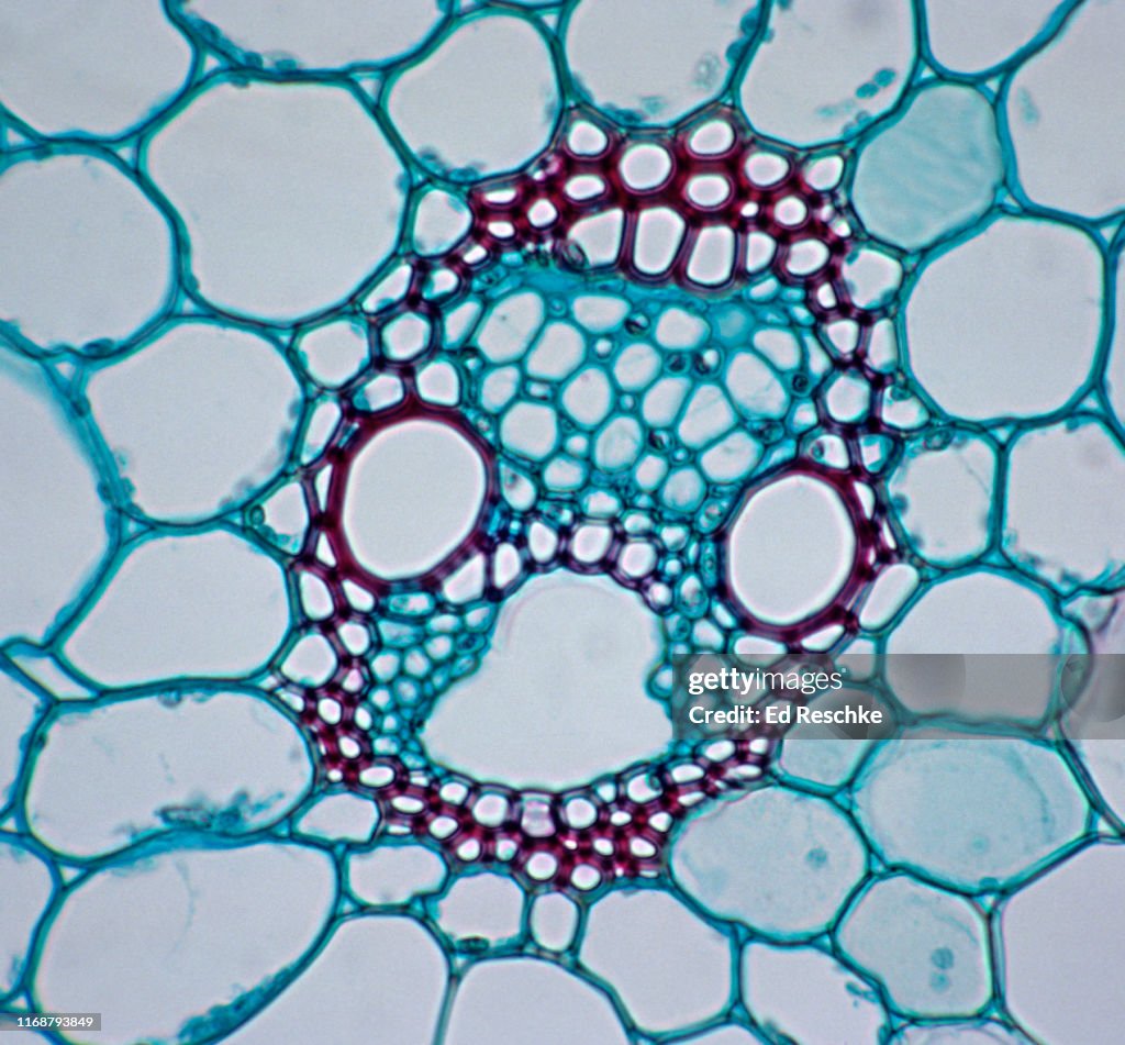 HERBACEOUS MONOCOT STEM (Corn, Zea mays) VASCULAR BUNDLE--XYLEM, PHLOEM, COMPANION CELLS, BUNDLE SHEATH, 100X