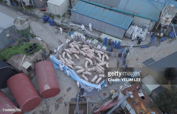 An aerial photo shows workers wearing protective suits and driving pigs to kill at a farm where pigs were confirmed to have been infected with...