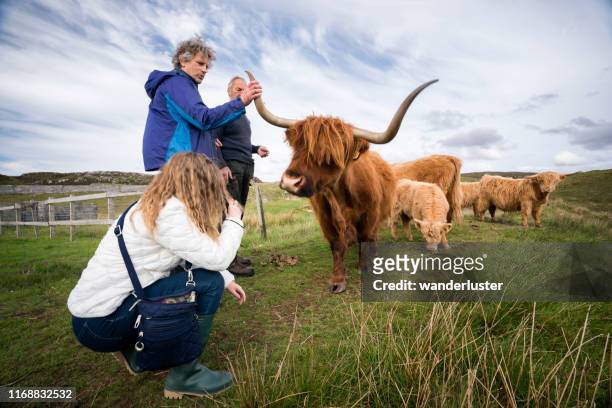 touching the horns of a hairy coo - highland coo stock pictures, royalty-free photos & images