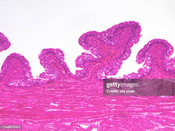 transitional epithelium of the urinary bladder,10x light micrograph - cuboidal epithelium stock pictures, royalty-free photos & images