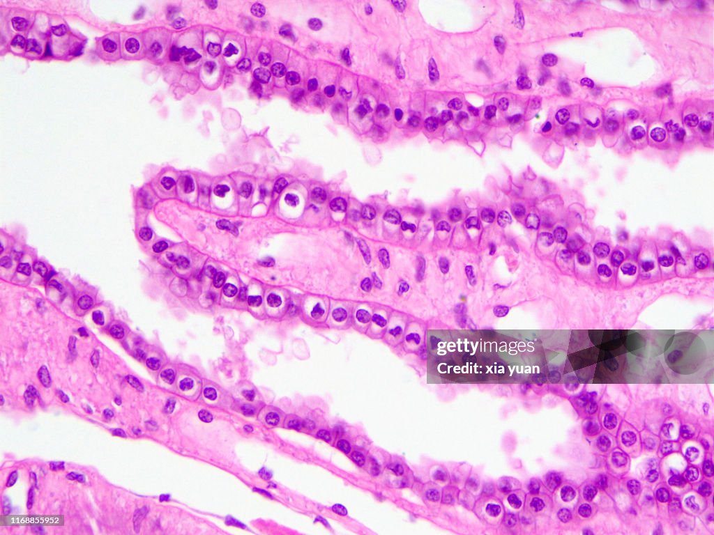 Simple Cuboidal Epithelium,40x light micrograph