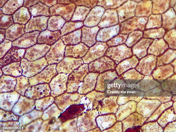 simple squamous epithelium,40x light micrograph - simple squamous epithelium stock-fotos und bilder