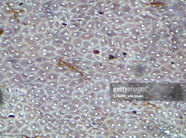 simple squamous epithelium,10x light micrograph - simple squamous epithelium stock pictures, royalty-free photos & images