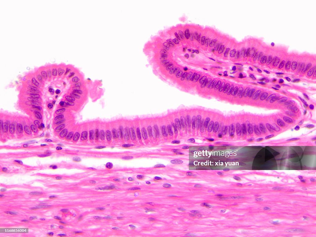 Simple Columnar Epithelium Slide Epithelial Tissue | Histology