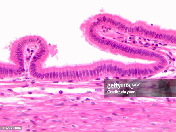 simple columnar epithelium,40x light micrograph - simple columnar epithelial cell stock pictures, royalty-free photos & images