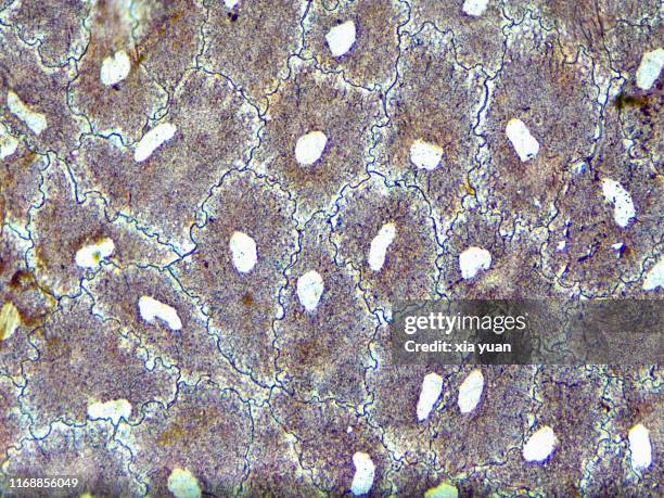 simple squamous epithelium,40x light micrograph - simple squamous epithelium fotografías e imágenes de stock