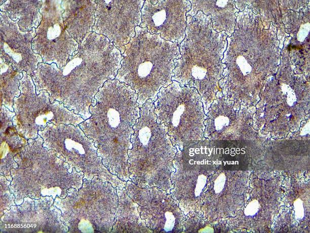 simple squamous epithelium,40x light micrograph - simple squamous epithelium stock pictures, royalty-free photos & images