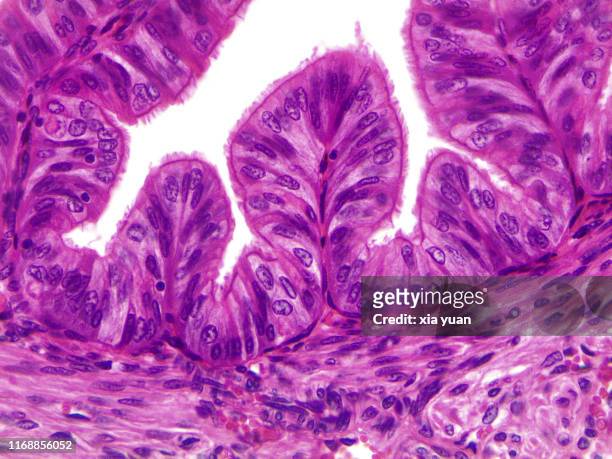 simple ciliated columnar epithelium,40x light micrograph - simple columnar epithelial cell stock pictures, royalty-free photos & images