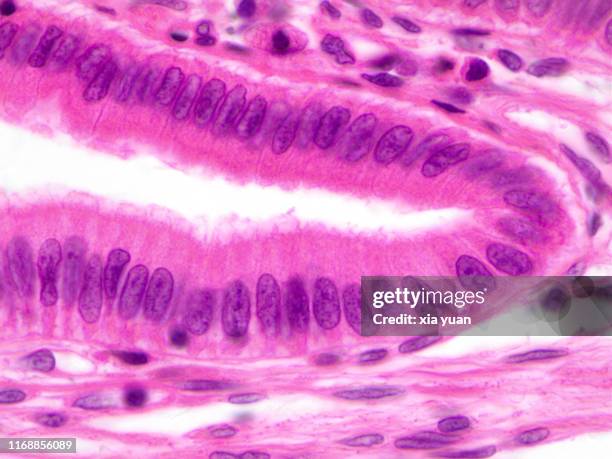 simple columnar epithelium,100x light micrograph - simple columnar epithelial cell ストックフォトと画像