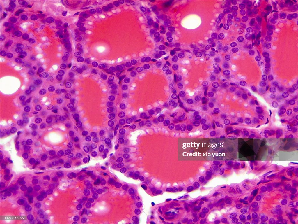 Simple Cuboidal Epithelium,40x light micrograph