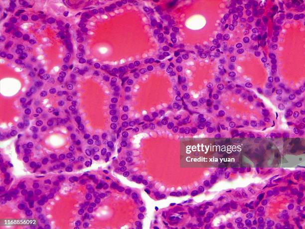 simple cuboidal epithelium,40x light micrograph - histology 個照片及圖片檔