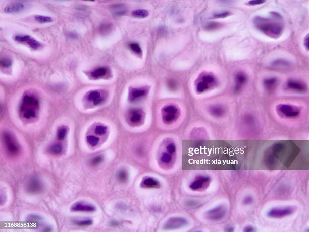 elastic cartilage,100x light micrograph - light micrograph stock pictures, royalty-free photos & images