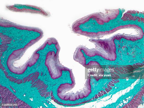 stratified squamous epithelium,4x light micrograph - plaveiselcelepitheel stockfoto's en -beelden