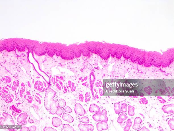 stratified squamous epithelium,10x light micrograph - plaveiselcelepitheel stockfoto's en -beelden