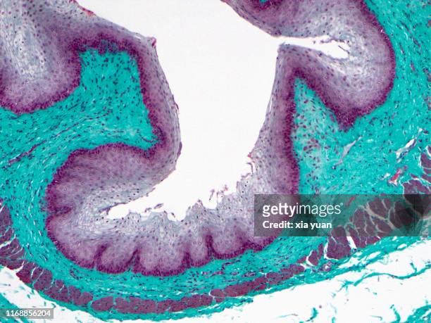 stratified squamous epithelium,10x light micrograph - plaveiselcelepitheel stockfoto's en -beelden