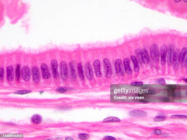 simple columnar epithelium,100x light micrograph - simple columnar epithelial cell stock pictures, royalty-free photos & images