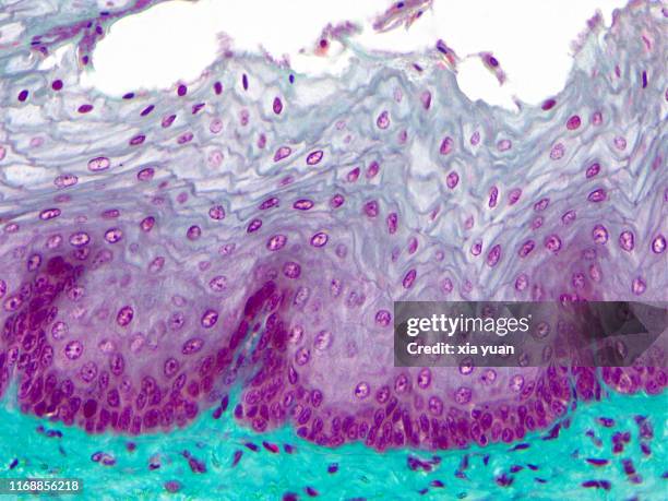 stratified squamous epithelium,40x light micrograph - plaveiselcelepitheel stockfoto's en -beelden