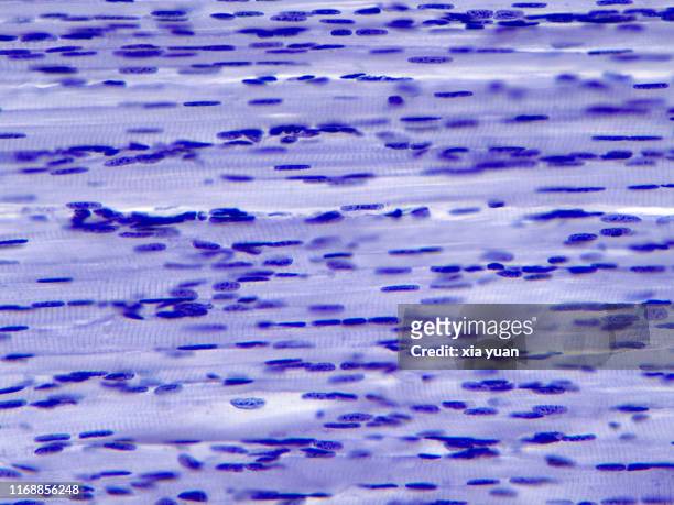 skeletal muscle fibres longitudinal section,40x light micrograph - histologia - fotografias e filmes do acervo