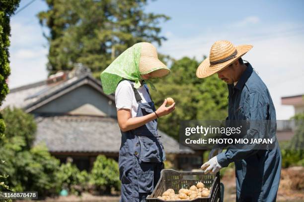 a scene of potato farm's work in japan - 農作業 ストックフォトと画像