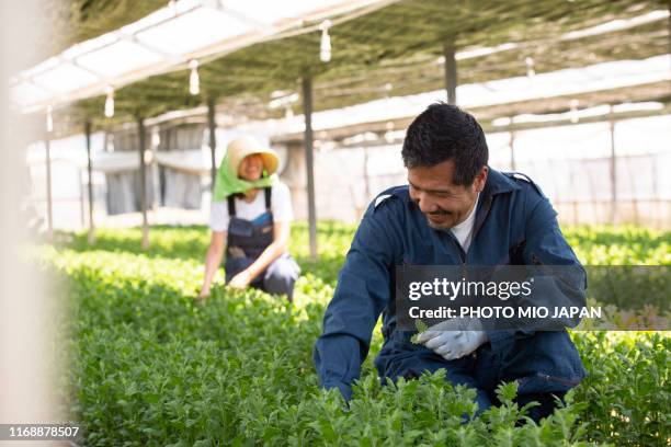 potato_farm - activité agricole photos et images de collection