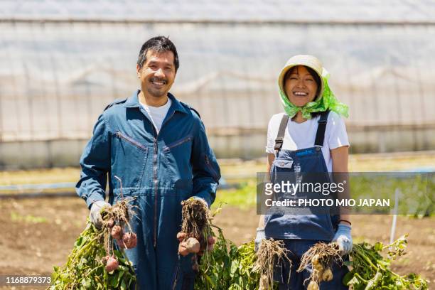 a scene of potato farm's work in japan - japanischer abstammung stock-fotos und bilder