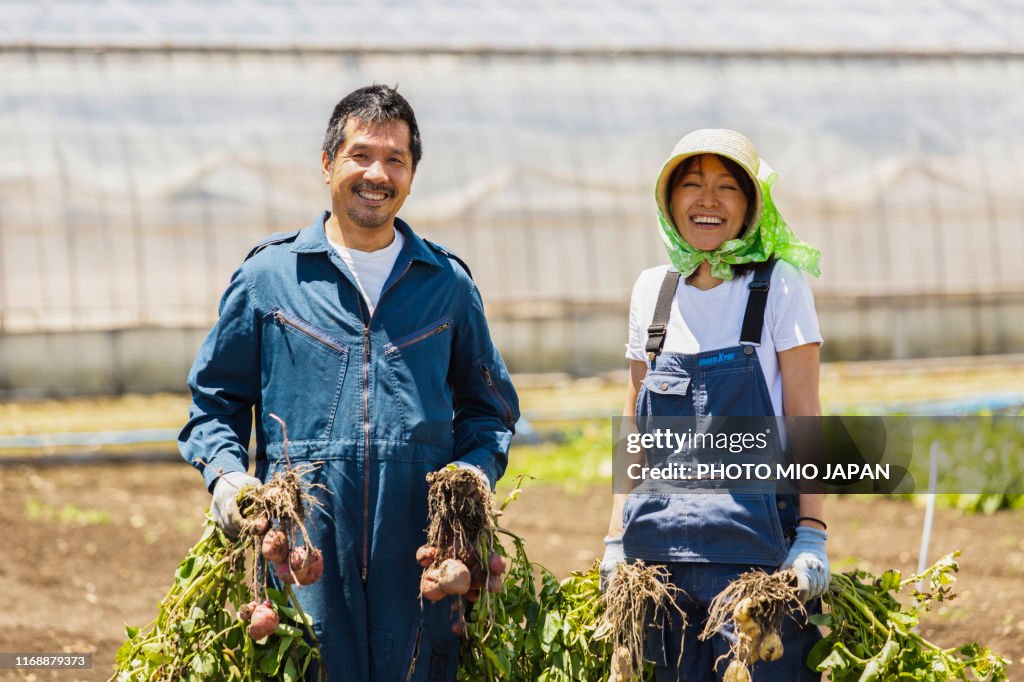 A scene of potato farm's work in Japan