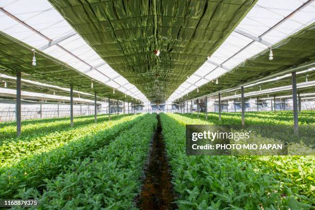 flower greenhouse in japan - 温室 ストックフォトと画像