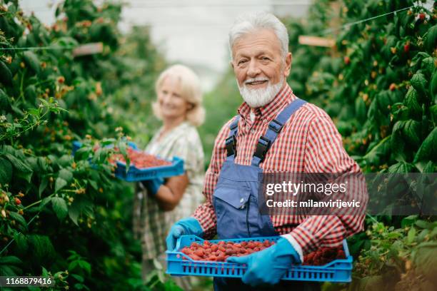 mann und frau arbeiten auf himbeerfarm - erdbeeren pflücken stock-fotos und bilder