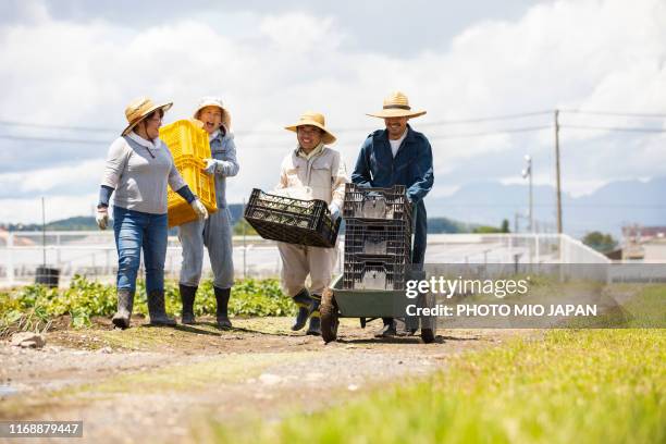 a scene of potato farm's work in japan - women in country ストックフォトと画像