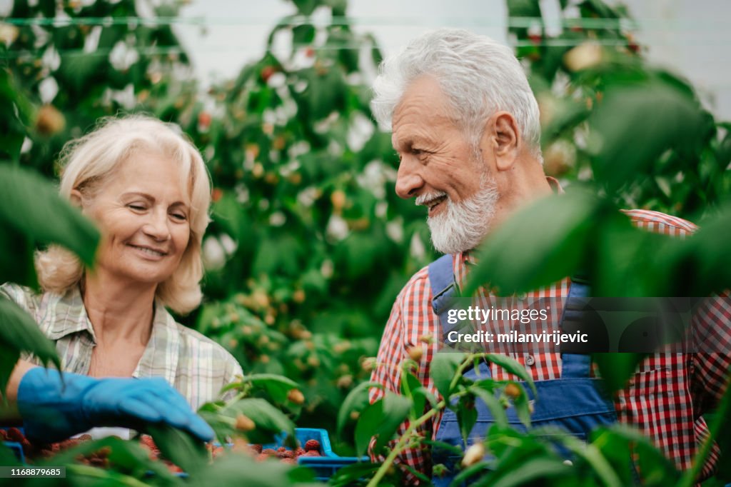 Senior Couple Working At Raspberry Farm High-Res Stock Photo - Getty Images