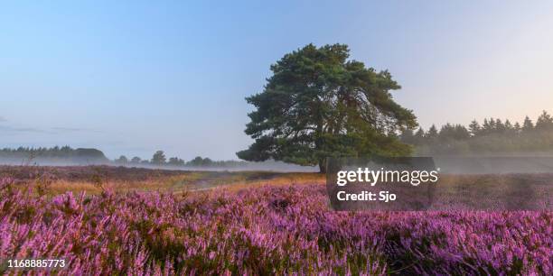 blooming heather plants in heathland landscape during sunrise in summer - erica flower stock pictures, royalty-free photos & images