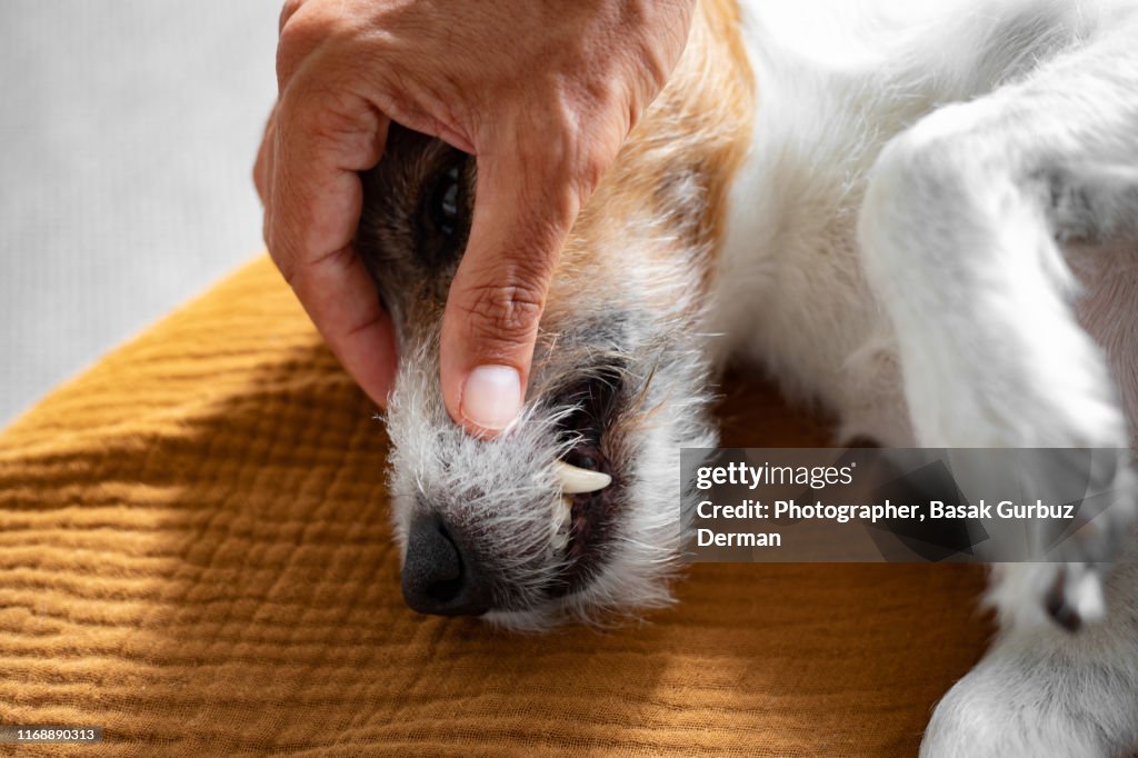 A man's hand showing the white and healthy teeth of a cute Parson Russell Terrier dog