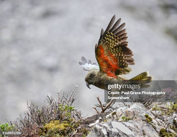 kea. worlds only alpine parrot (nestor notabilis). new zealand - kea stock pictures, royalty-free photos & images