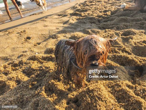 happy dogs enjoying beach in summer in barcelona city. - happy monday stockfoto's en -beelden